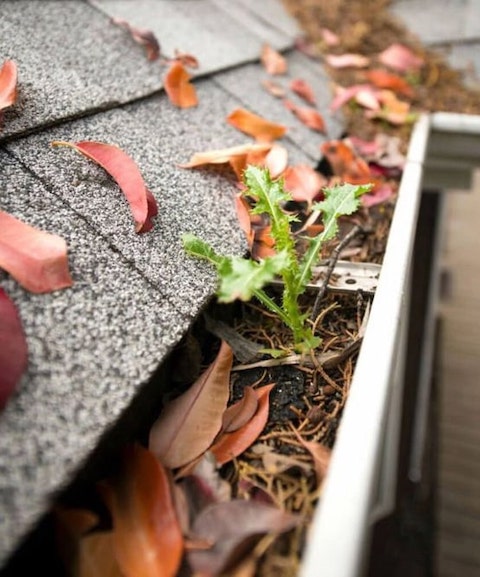 Leaf in gutter